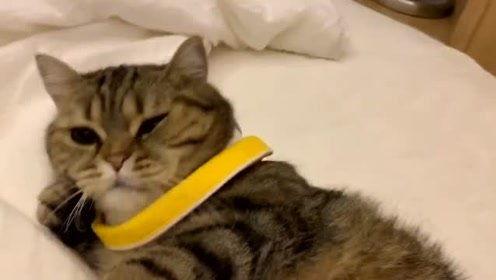 萌宠视频最近爆料  第3张