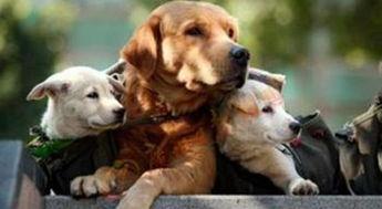 爆料救助狗狗视频播放在线观看,温情满满引网友泪目